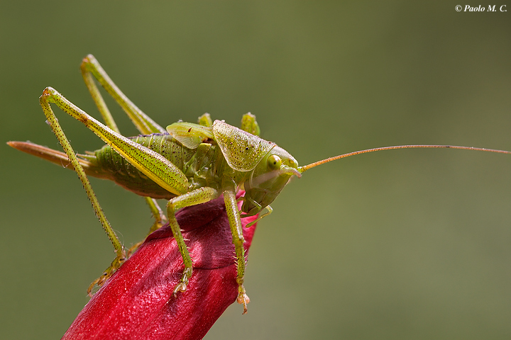 Tettigonia